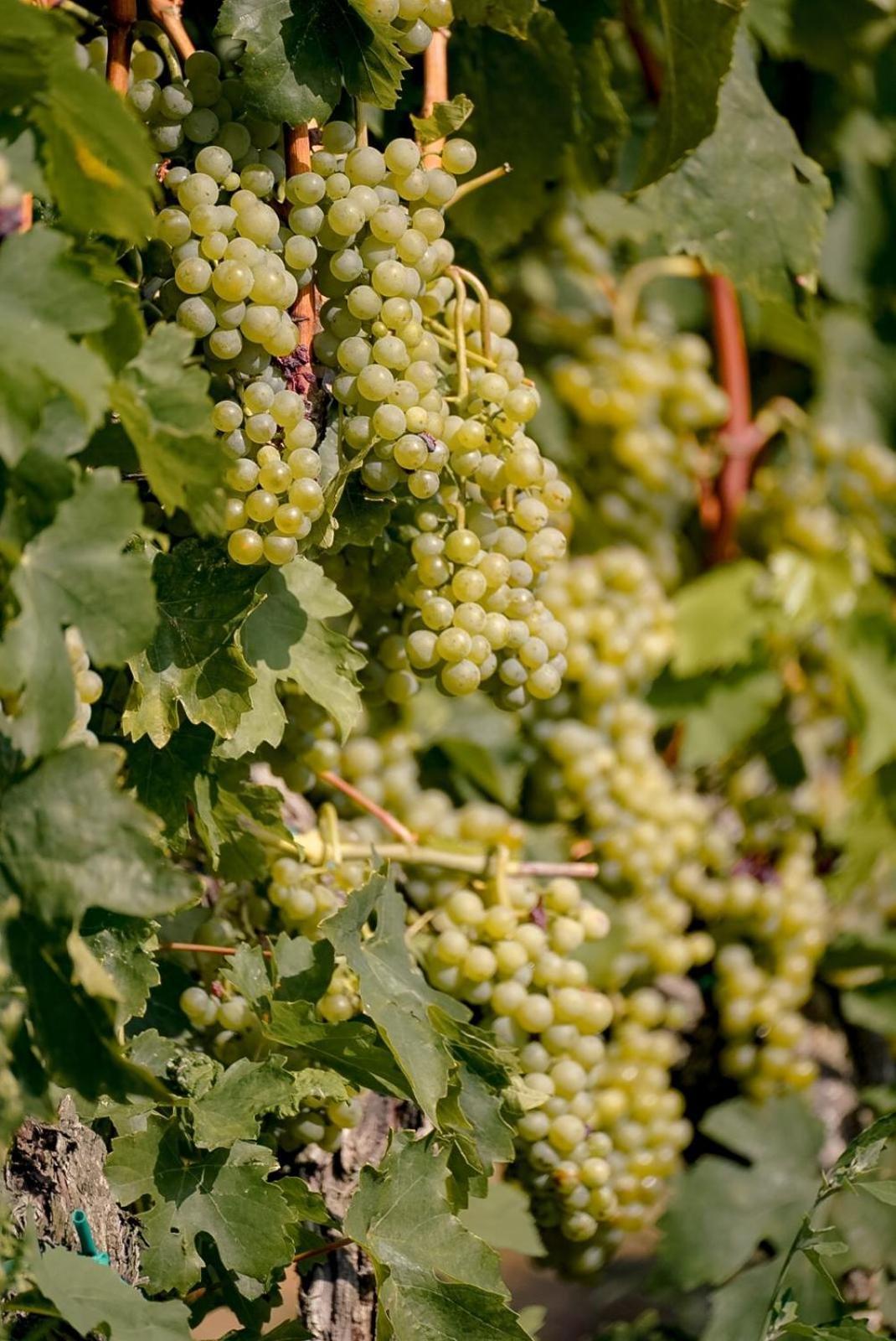 Wine Residence Cattunar Brtonigla Exterior photo